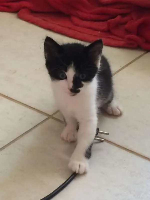 Gato ra a SRD idade Abaixo de 2 meses nome Sem nome