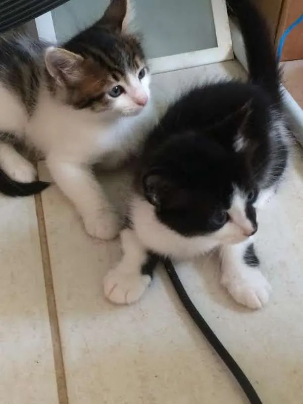 Gato ra a SRD idade Abaixo de 2 meses nome Sem nome