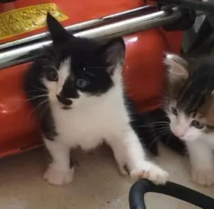 Gato raça SRD idade Abaixo de 2 meses nome Sem nome