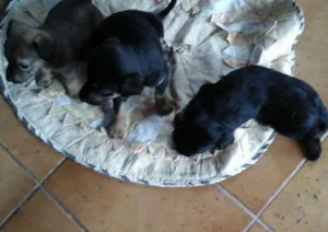 Cachorro raça vira lata idade Abaixo de 2 meses nome Sem nome