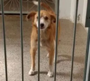 Cachorro raça Indefinido idade 3 anos nome Wanda