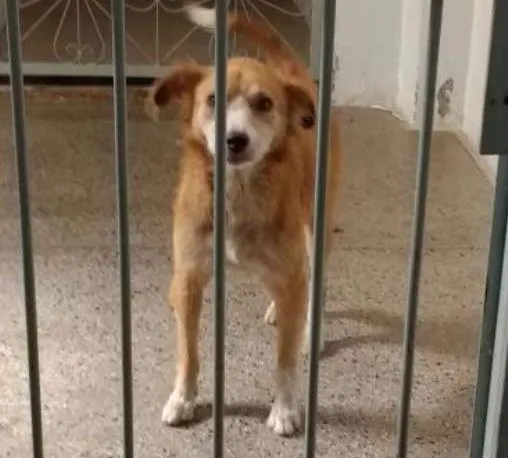 Cachorro ra a Indefinido idade 3 anos nome Wanda