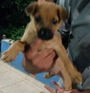 Cachorro raça mistura de amor  idade 2 a 6 meses nome Sem nome ainda 