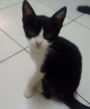 Gato raça Comum idade 2 a 6 meses nome Sombra