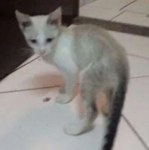 Gato raça Comum idade 2 a 6 meses nome Rabinho