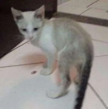 Gato ra a Comum idade 2 a 6 meses nome Rabinho