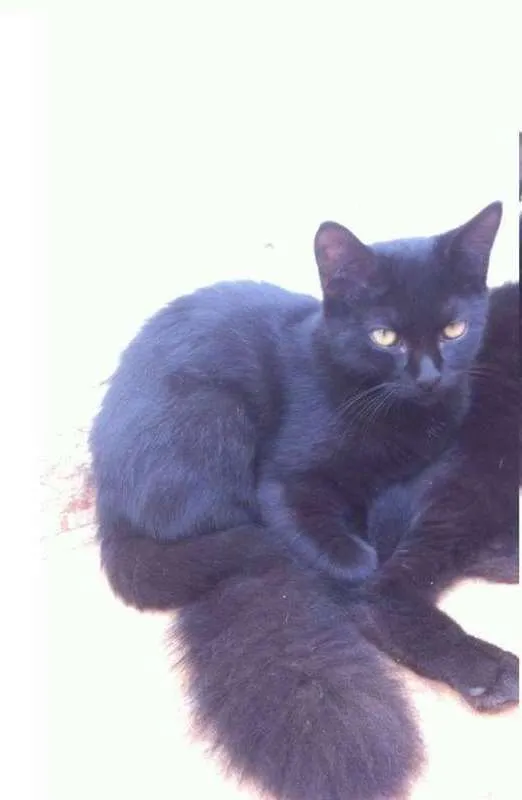 Gato ra a SRD idade 2 a 6 meses nome Minininha