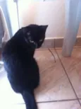 Minininha