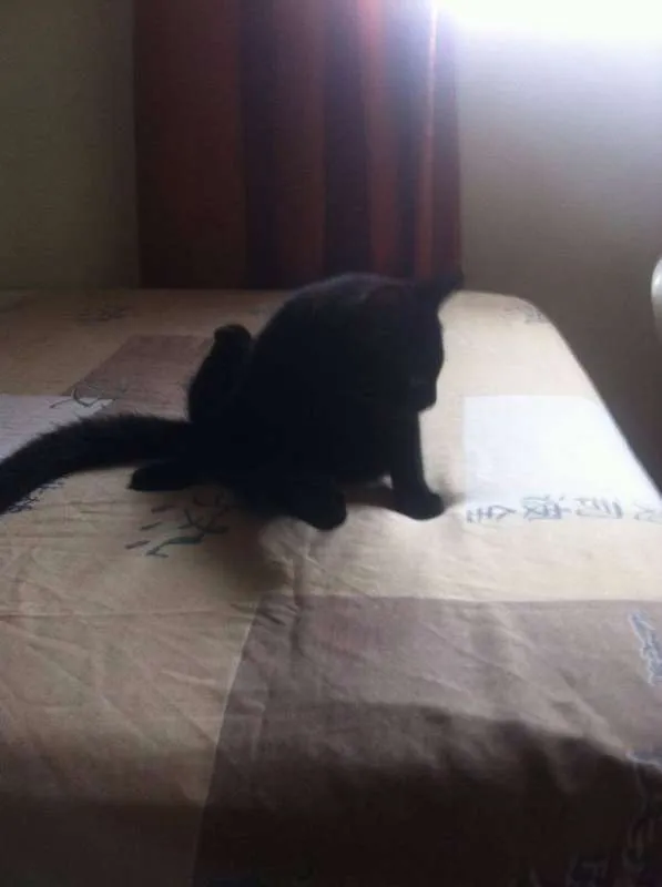 Gato ra a SRD idade 2 a 6 meses nome Minininha