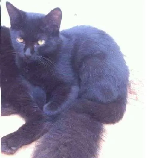 Gato ra a SRD idade 2 a 6 meses nome Minininha