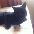 Minininha