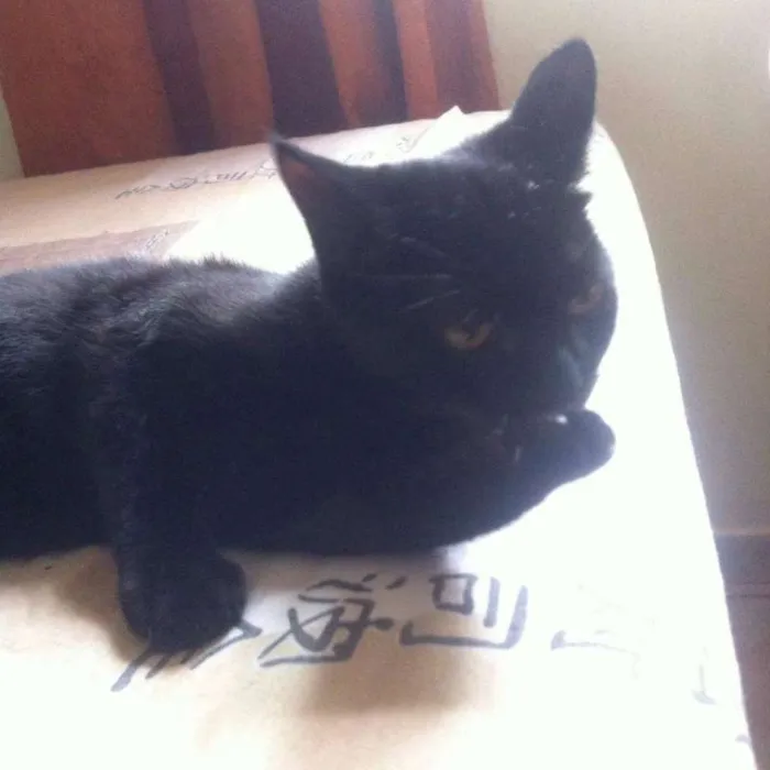 Gato ra a SRD idade 2 a 6 meses nome Minininha