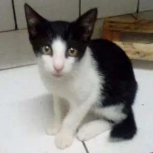 Gato raça normal idade 2 a 6 meses nome Gajo