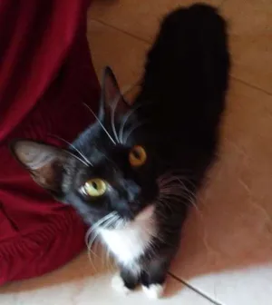 Gato raça N sei idade 1 ano nome Mudinha