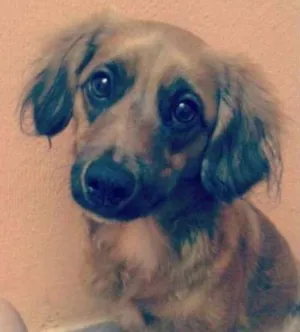 Cachorro raça Vira lata (pode com bace) idade 4 anos nome Bob