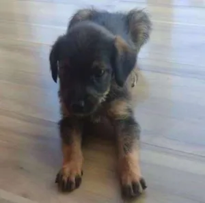 Cachorro raça Virá lata idade 2 a 6 meses nome Nina