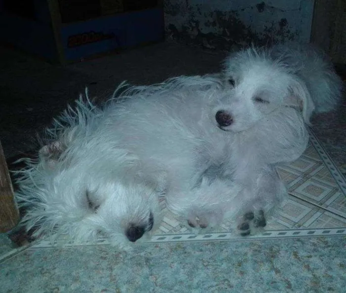 Cachorro raça mista idade 2 a 6 meses nome filhotes