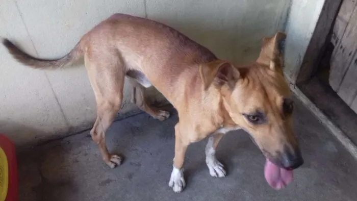 Cachorro raça Vira-lata idade 7 a 11 meses nome Ainda não tem nome