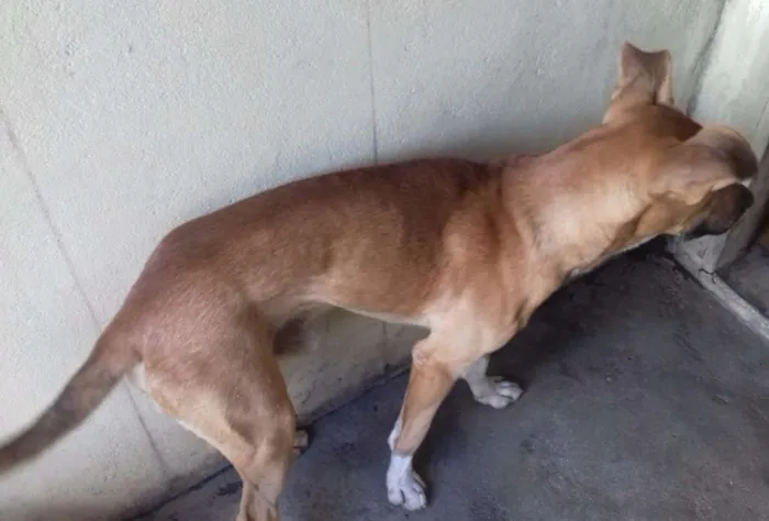 Cachorro raça Vira-lata idade 7 a 11 meses nome Ainda não tem nome