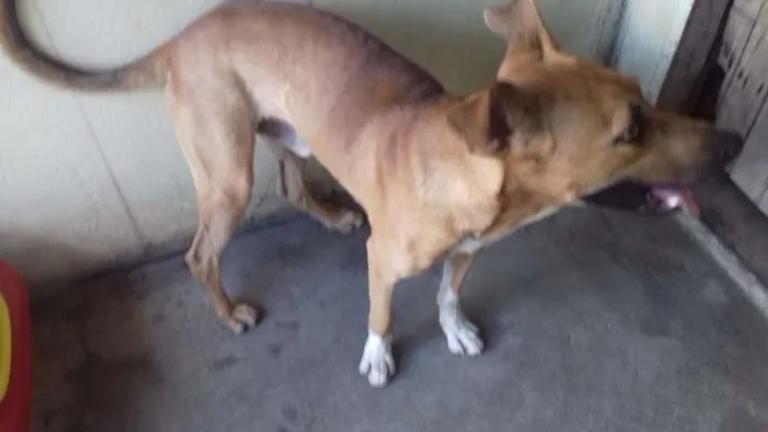 Cachorro raça Vira-lata idade 7 a 11 meses nome Ainda não tem nome