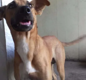 Cachorro raça Vira-lata idade 7 a 11 meses nome Ainda não tem nome