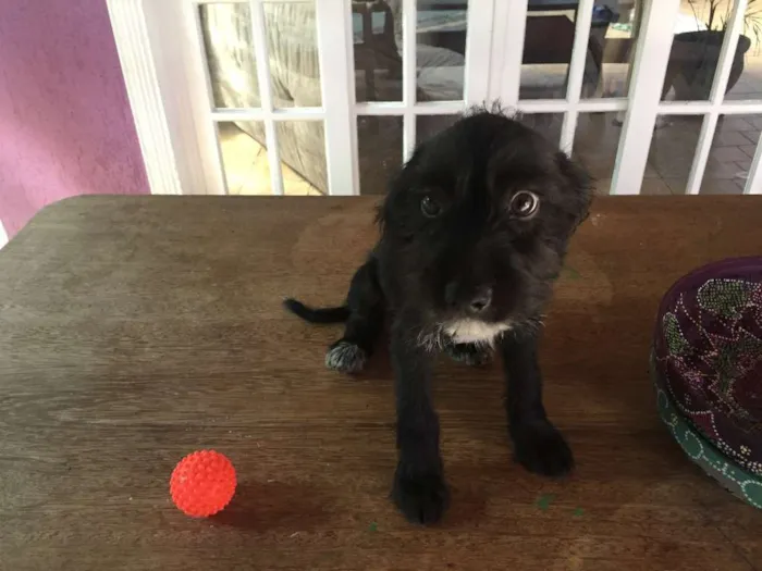 Cachorro ra a  idade 2 a 6 meses nome Max