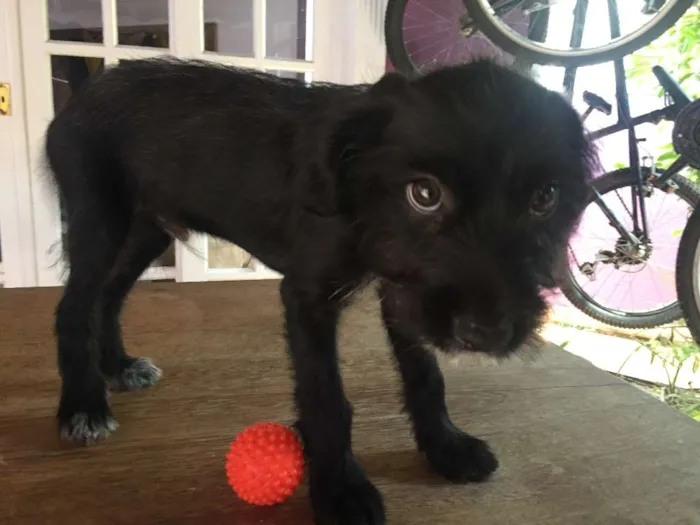 Cachorro ra a  idade 2 a 6 meses nome Max