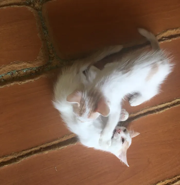 Gato ra a Vira-lata  idade 2 a 6 meses nome Não tem nome