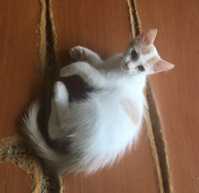 Gato ra a Vira-lata  idade 2 a 6 meses nome Não tem nome