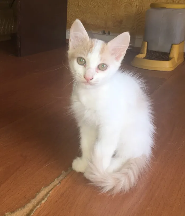 Gato ra a Vira-lata  idade 2 a 6 meses nome Não tem nome
