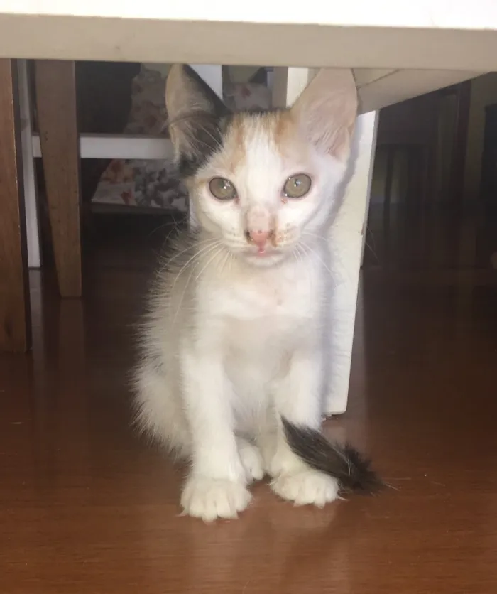 Gato ra a Vira-lata  idade 2 a 6 meses nome Não tem nome