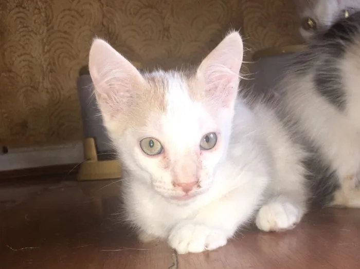 Gato ra a Vira-lata  idade 2 a 6 meses nome Não tem nome
