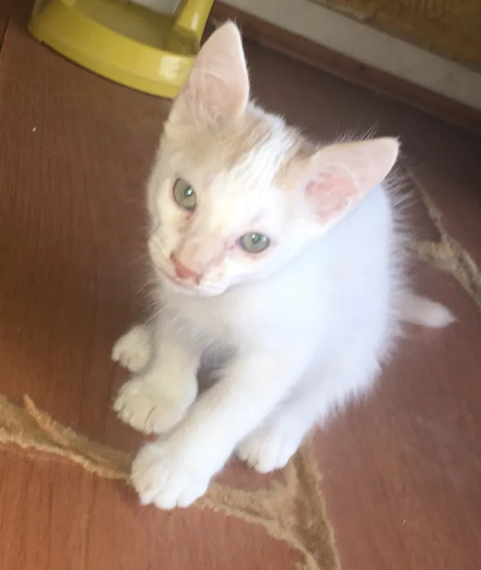 Gato ra a Vira-lata  idade 2 a 6 meses nome Não tem nome