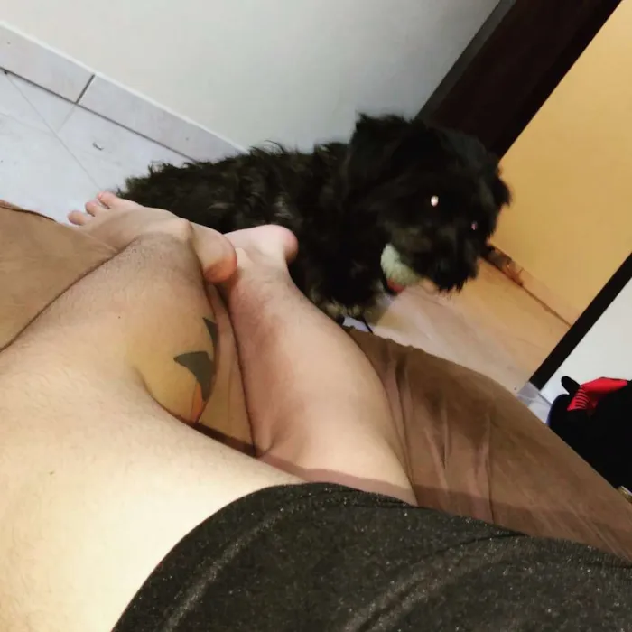 Cachorro ra a Poodle  idade  nome Benjamin (jaming)