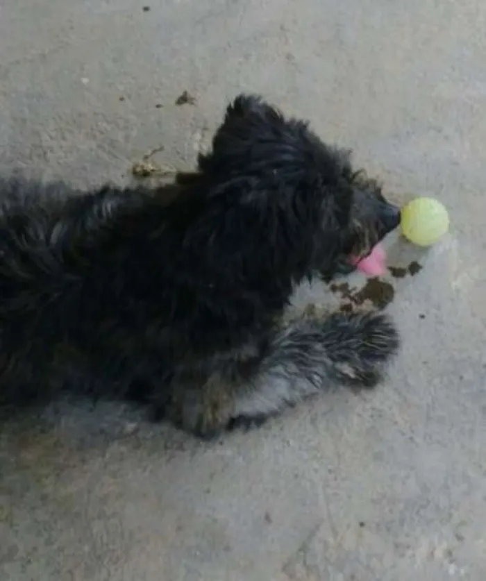 Cachorro ra a Poodle  idade  nome Benjamin (jaming)