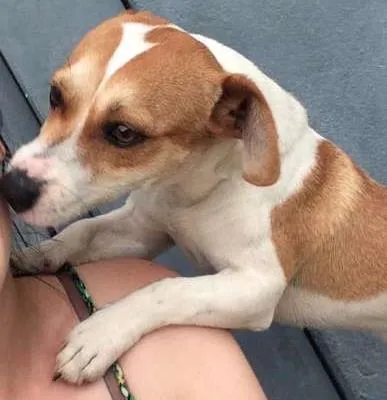Cachorro ra a indefinida idade 7 a 11 meses nome Tobi