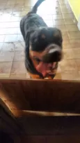 Tyson