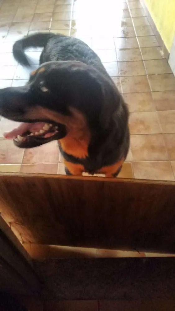 Cachorro ra a Rottweiler idade 1 ano nome Tyson