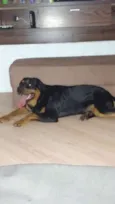 Tyson
