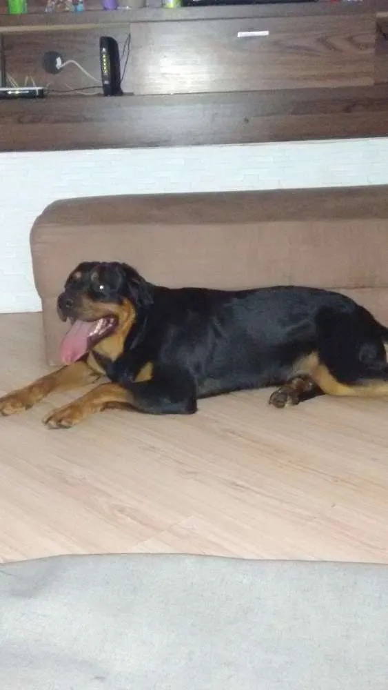 Cachorro ra a Rottweiler idade 1 ano nome Tyson