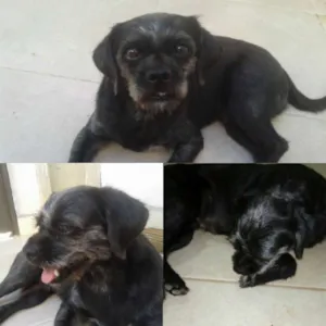 Cachorro raça Lhasa apso  idade  nome Barto