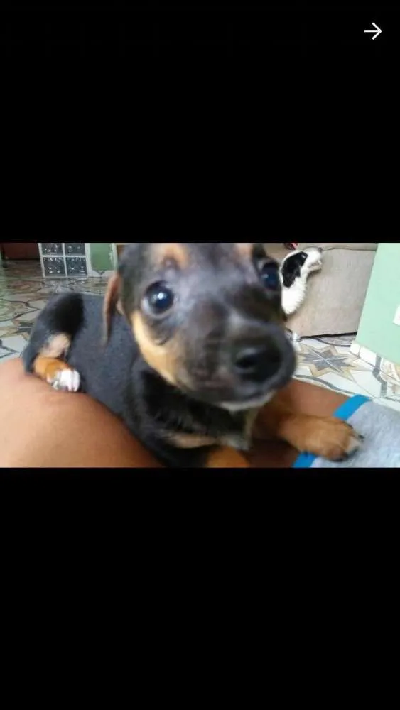 Cachorro ra a Vira lata idade Abaixo de 2 meses nome Não tem ainda