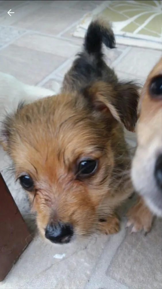 Cachorro ra a Vira lata idade Abaixo de 2 meses nome Não tem 