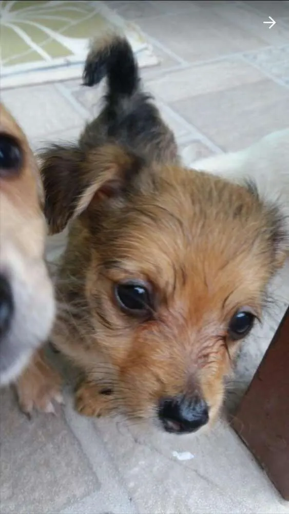 Cachorro ra a Vira lata idade Abaixo de 2 meses nome Não tem 