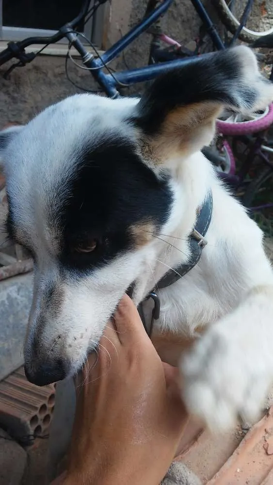 Cachorro ra a Vira lata  idade  nome Branquinho