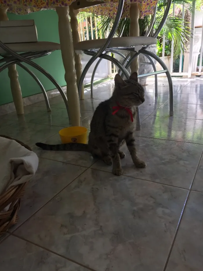Gato ra a SRD idade 1 ano nome Sininho