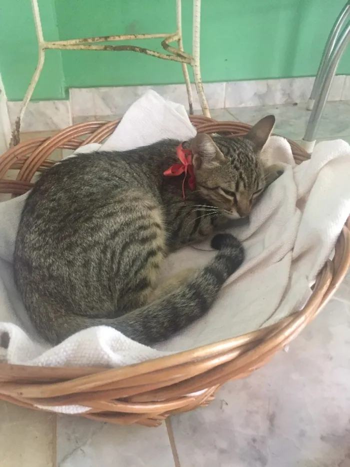 Gato ra a SRD idade 1 ano nome Sininho