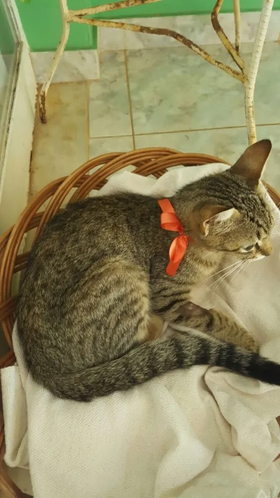 Gato ra a SRD idade 1 ano nome Sininho