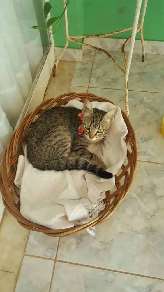 Gato ra a SRD idade 1 ano nome Sininho