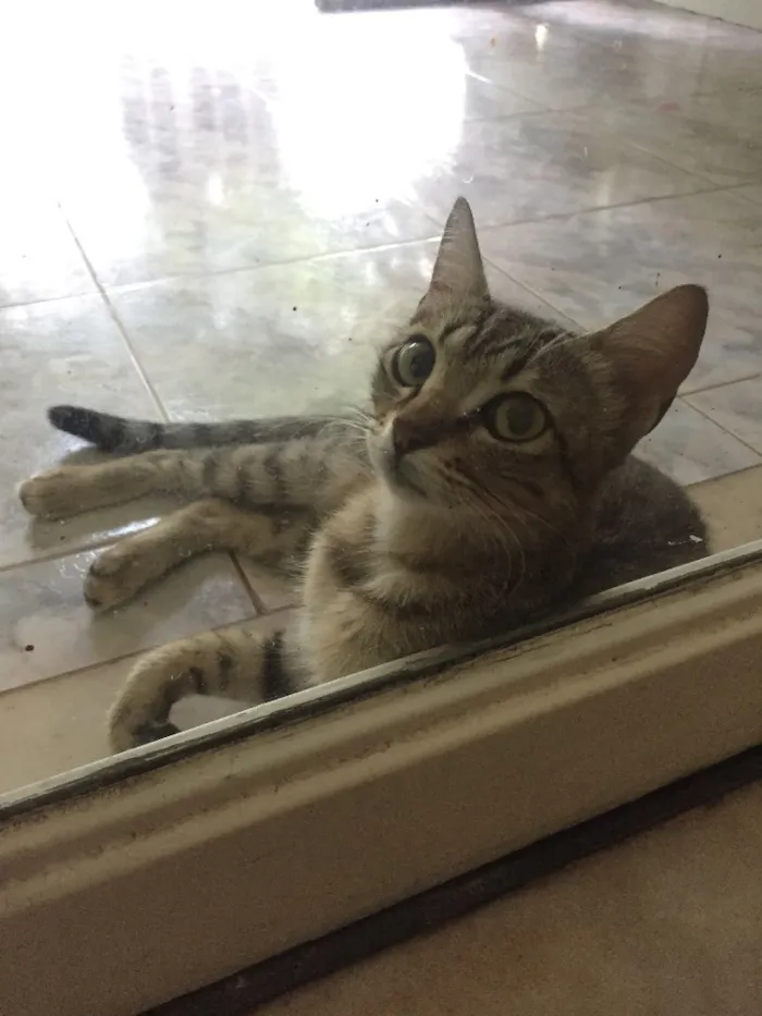 Gato ra a SRD idade 1 ano nome Sininho